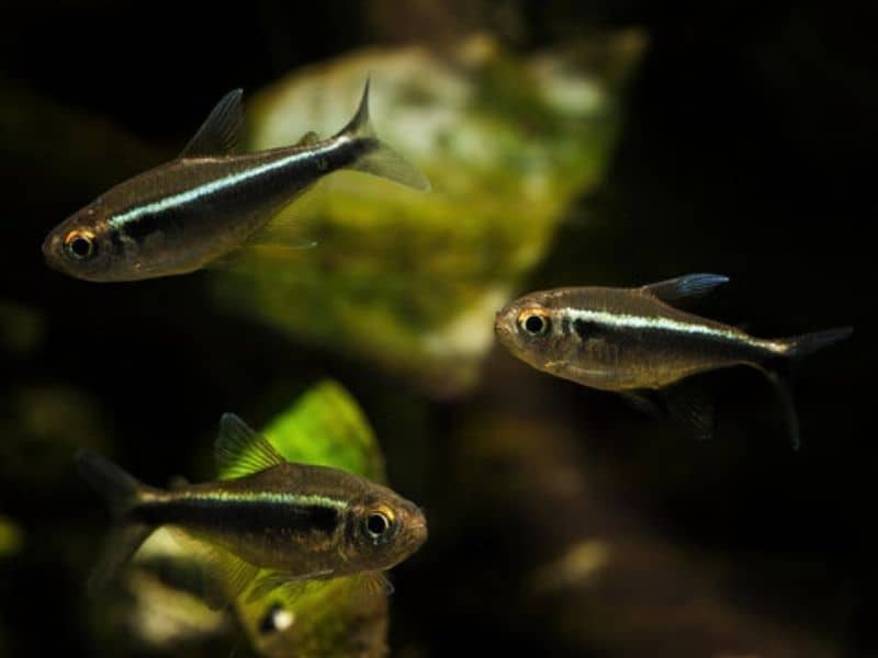 black neon tetra