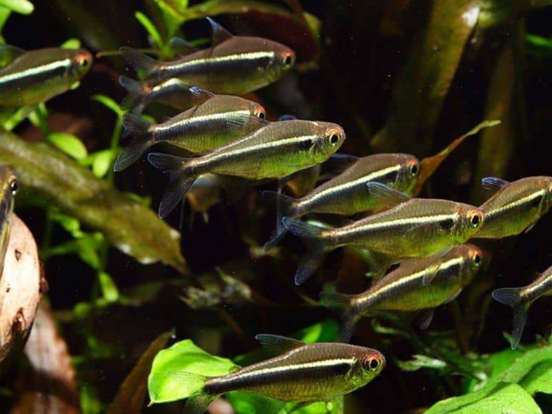 Black neon tetra tank