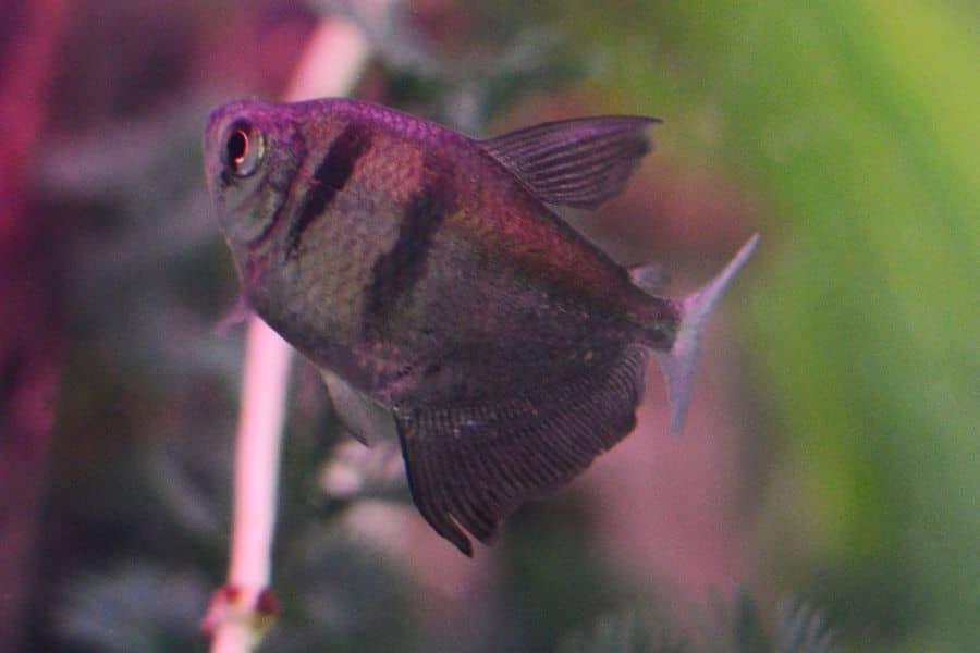 Black Skirt Tetras