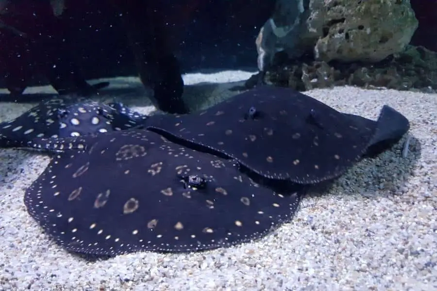 Black diamond string ray