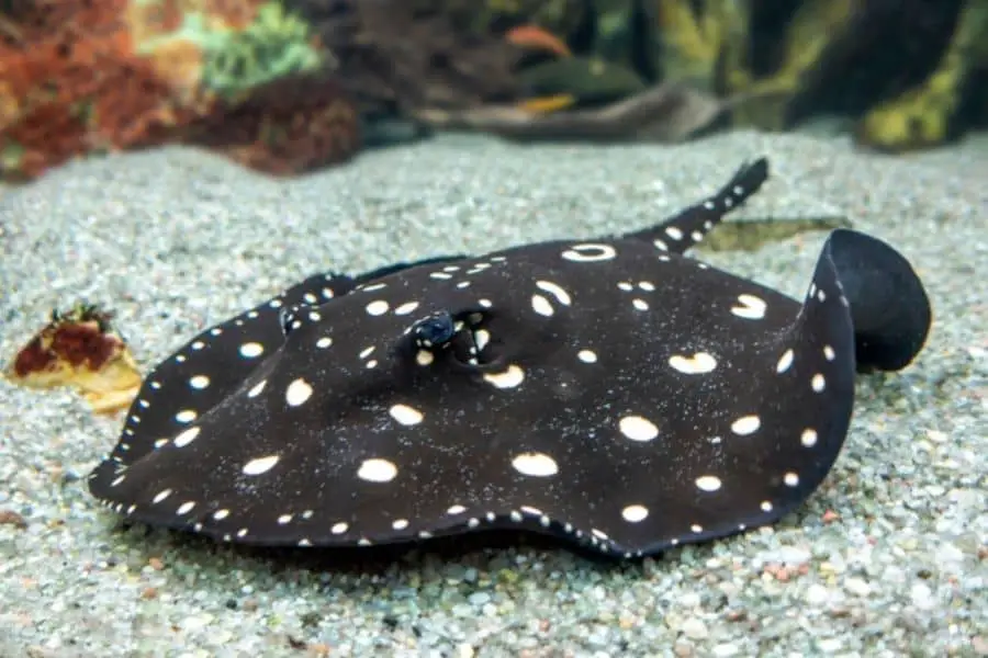 black diamond stringray