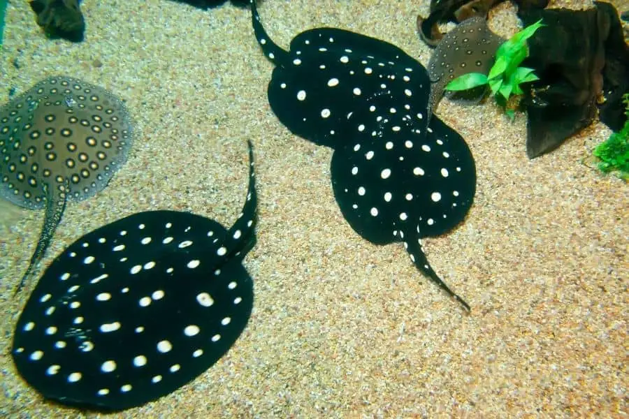 Black diamond stingray