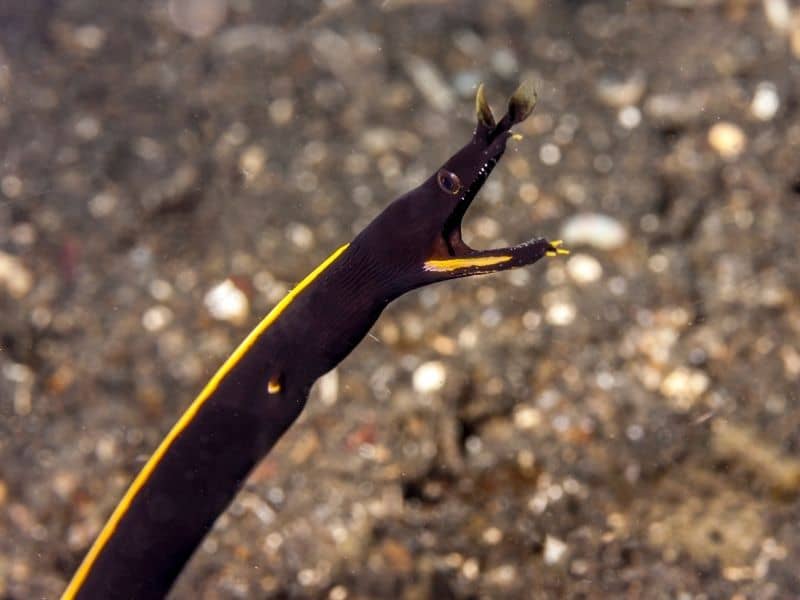 Black ribbon eel