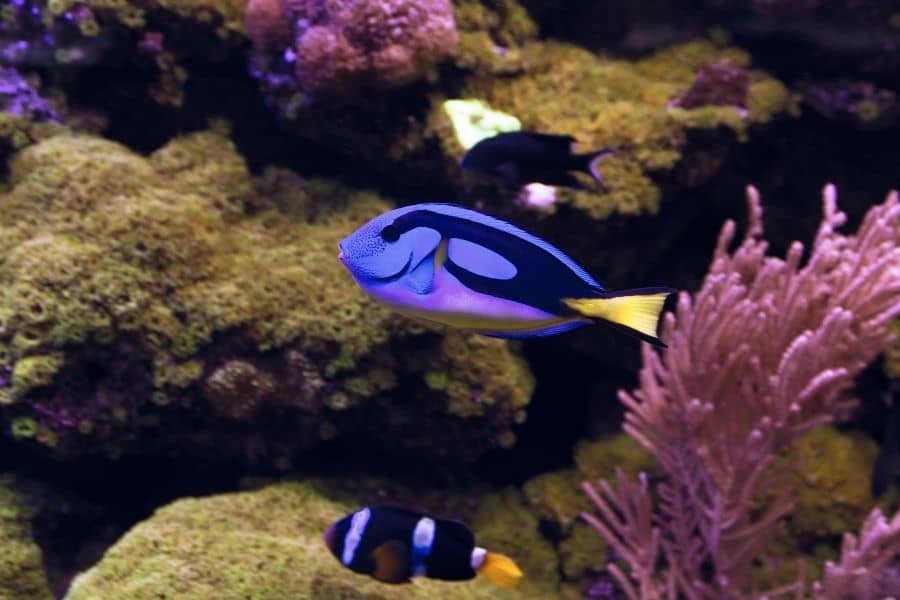 blue tang tank mate