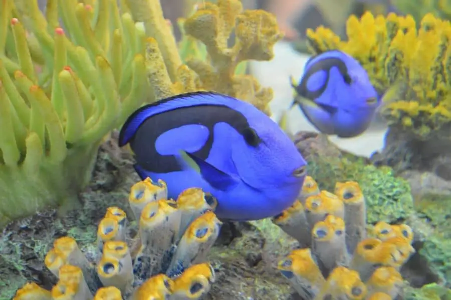 Paracanthurus hepatus behaviour