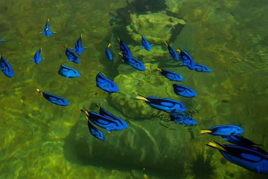 Paracanthurus hepatus breeding