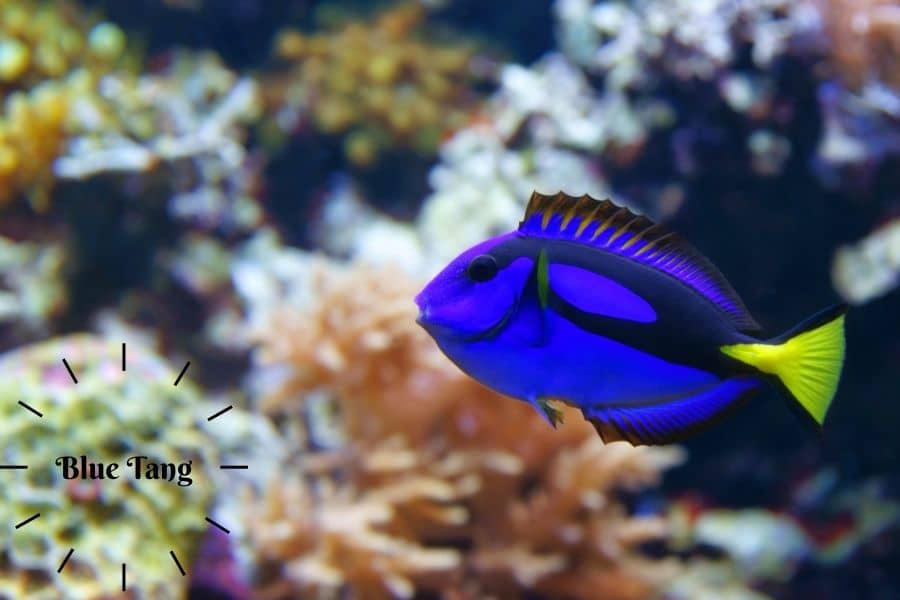 Blue Tang care