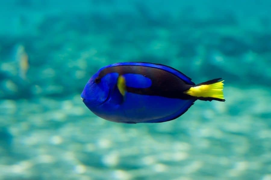  Paracanthurus hepatus feed