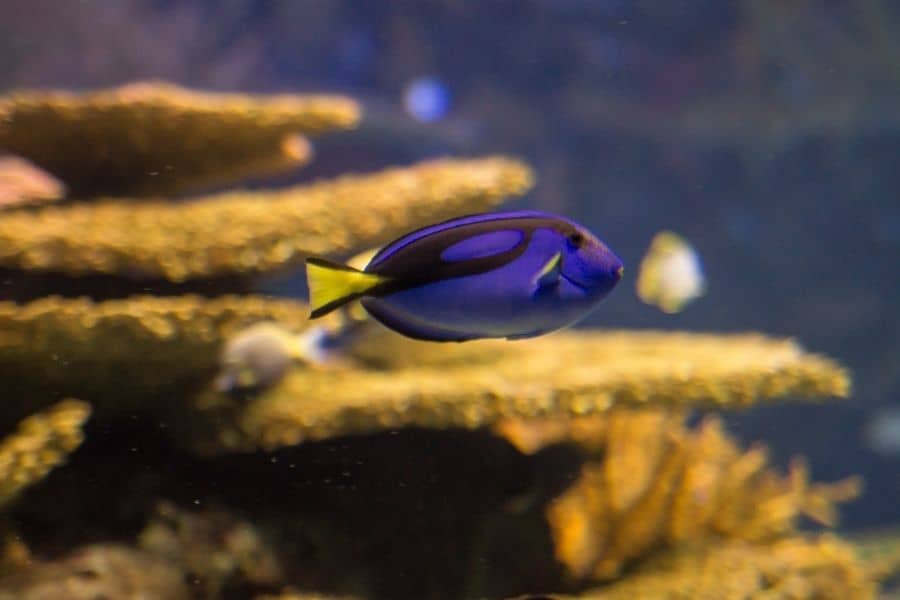  Paracanthurus hepatus fry