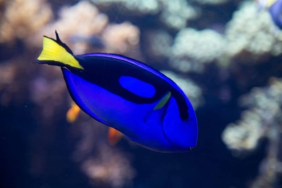 blue tang appearence