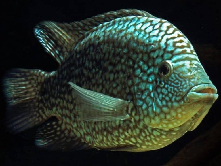 Blue Texas Cichlid Care And 12 Things Must Know