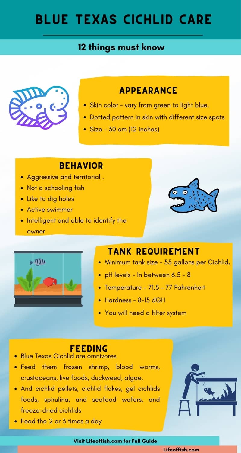 Blue Texas Cichlid inforgraphic