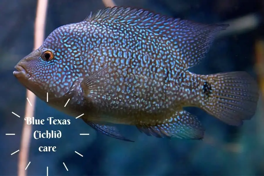 Blue Texas Cichlid care