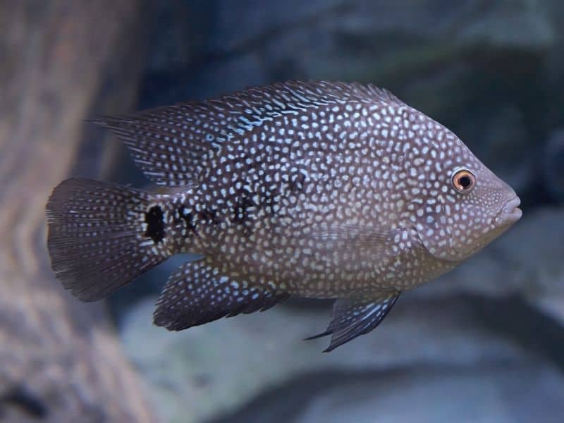 Blue Texas Cichlid care