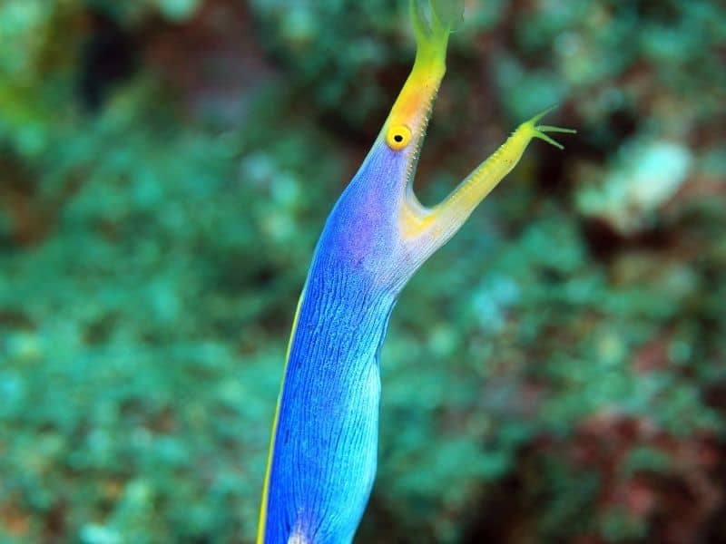 Blue ribbon eel