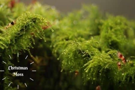 Christmas Moss (Vesicularia montagnei) Care Guide 101