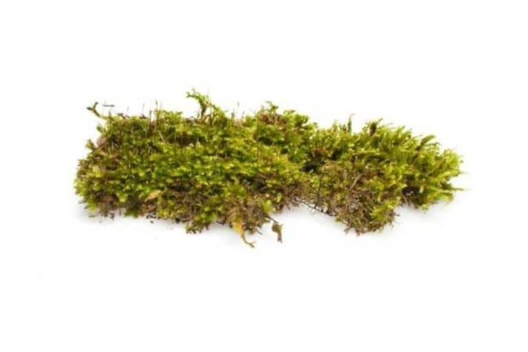 Christmas Moss (Vesicularia montagnei) Care Guide 101