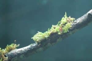 Christmas Moss (Vesicularia montagnei) Care Guide 101
