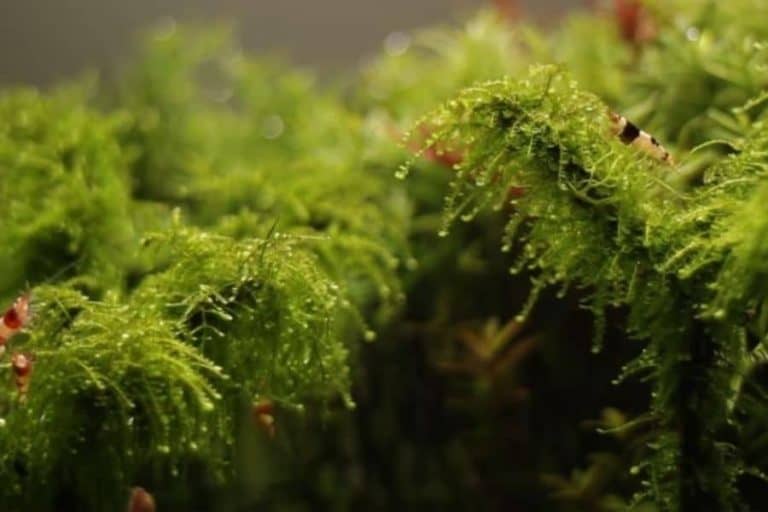 Christmas Moss (Vesicularia montagnei) Care Guide 101