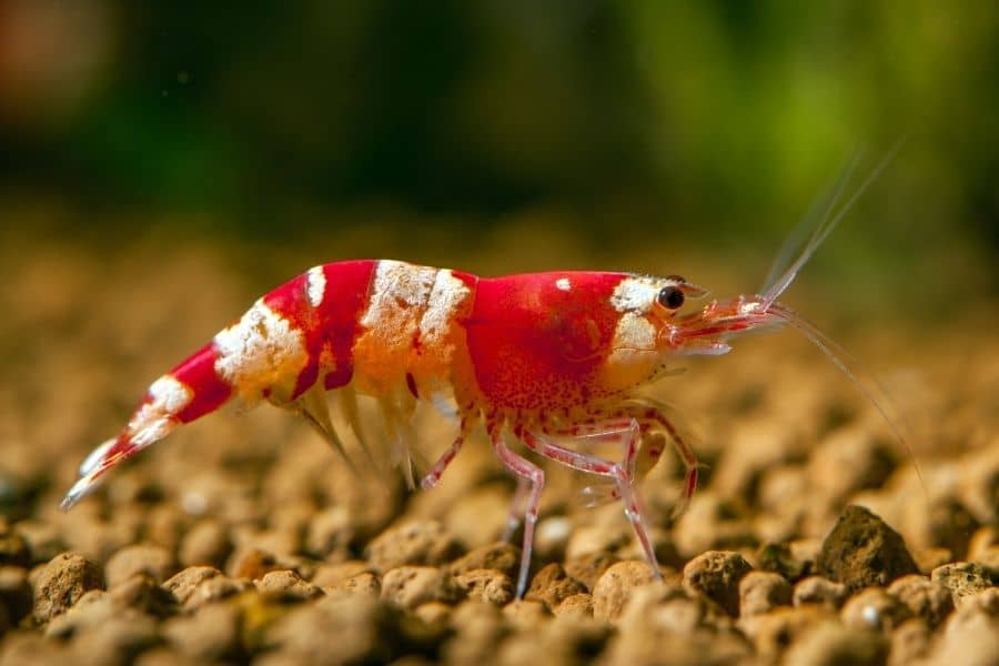 crystal red shrimp care