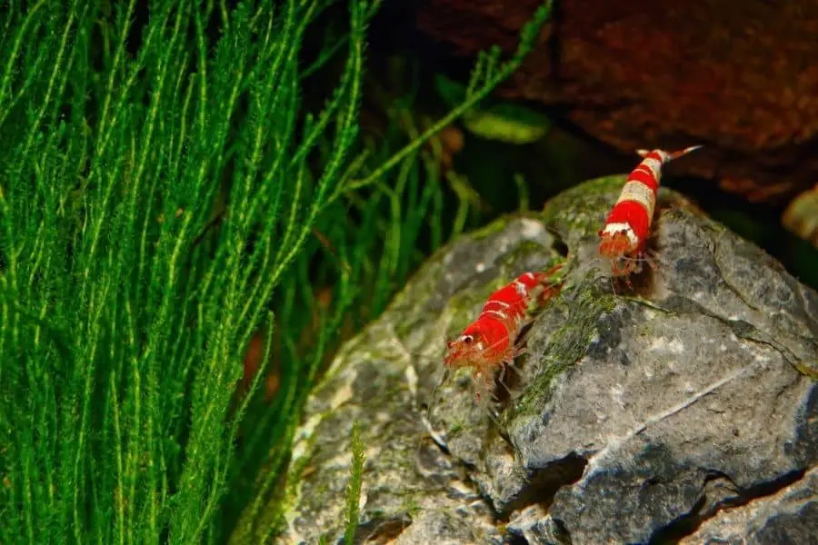 crystal red shrimp breeding