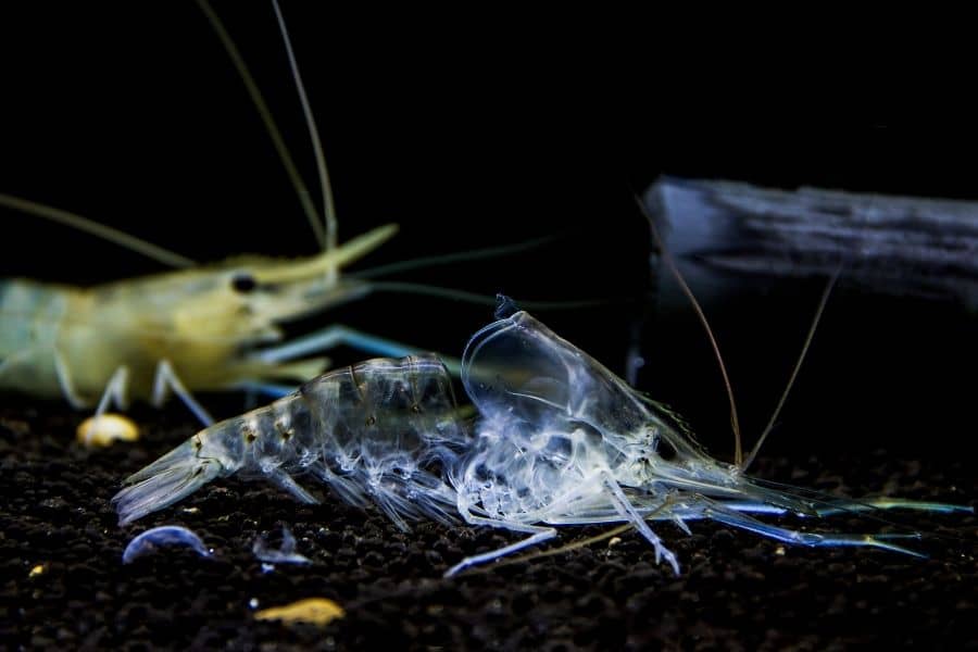 Crystal Red Shrimp (Cardinal cf. cantonensis) Care | Complete Guide|