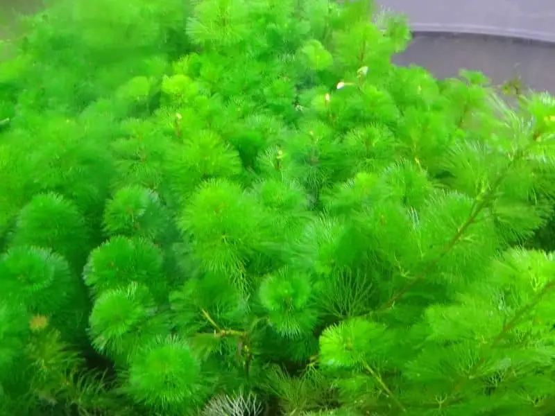 tall aquarium plants Green Cabomba