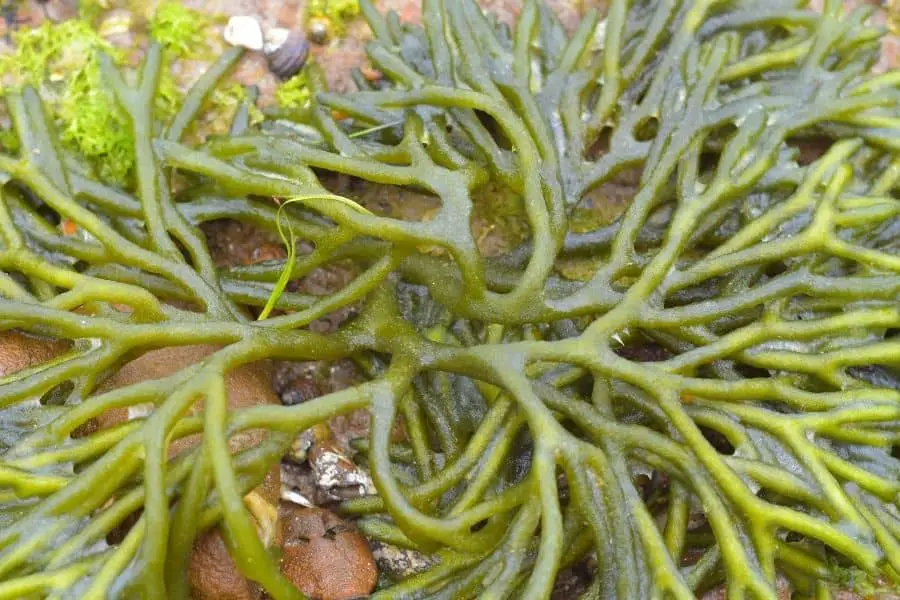 Green Finger Algae