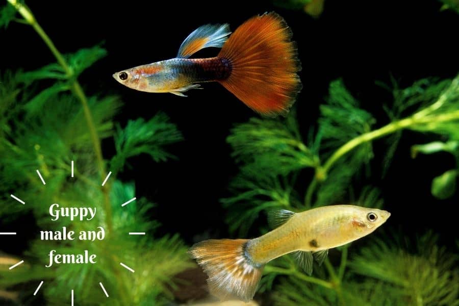 Guppy male and female