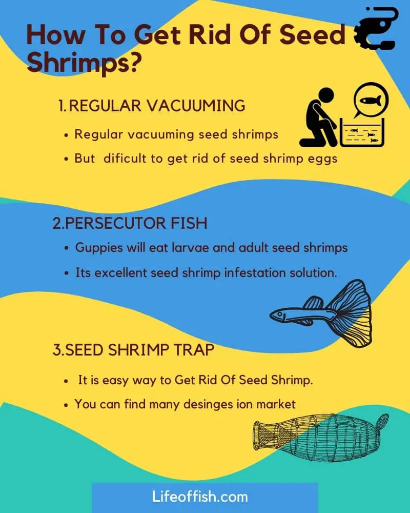 How To Get Rid Of Seed Shrimp Ostracoda 3 Main Methods