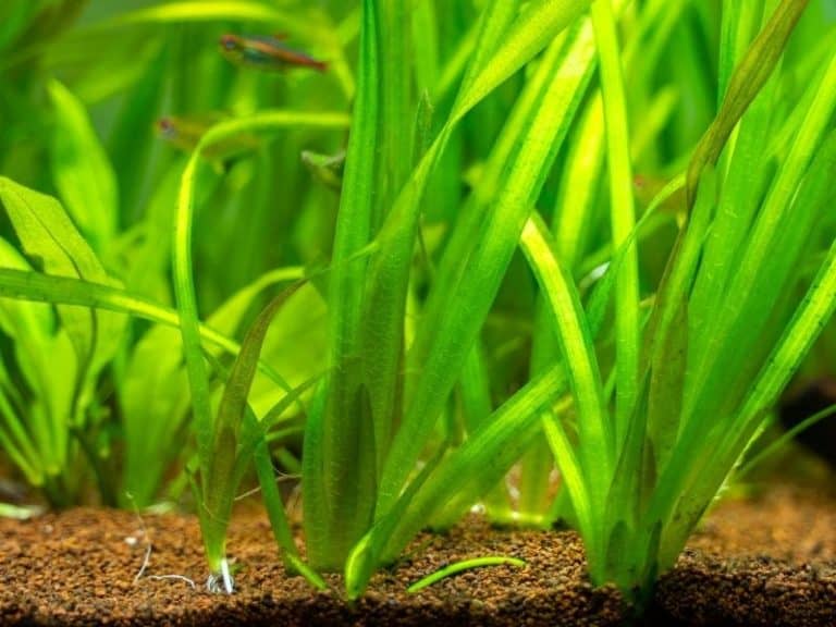 21 Extra Tall Aquarium Plants For Your Aquarium Full Guide