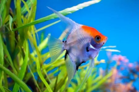 How To Calm Down Angelfish? (6 Effective Ways)