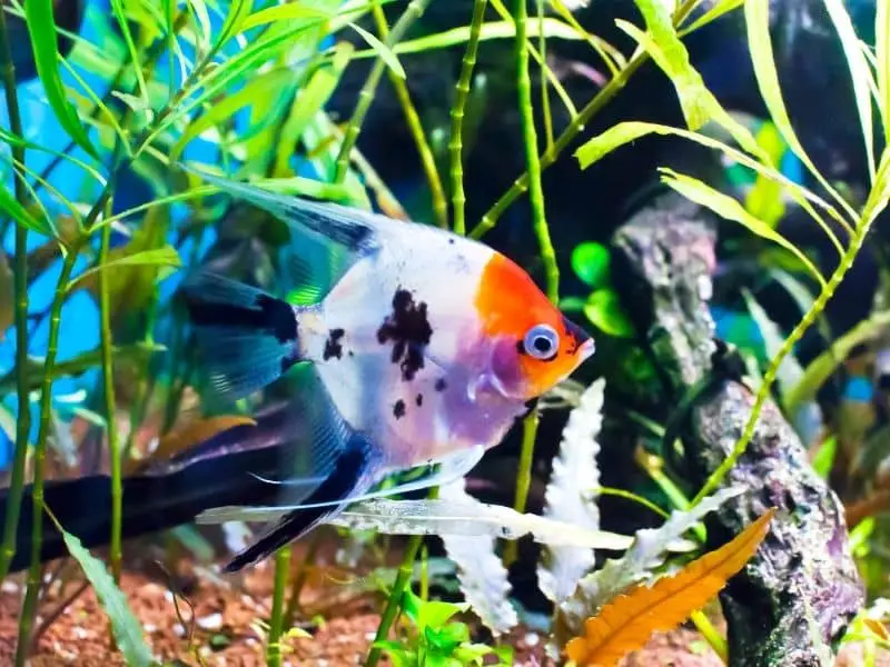 Koi angel fish