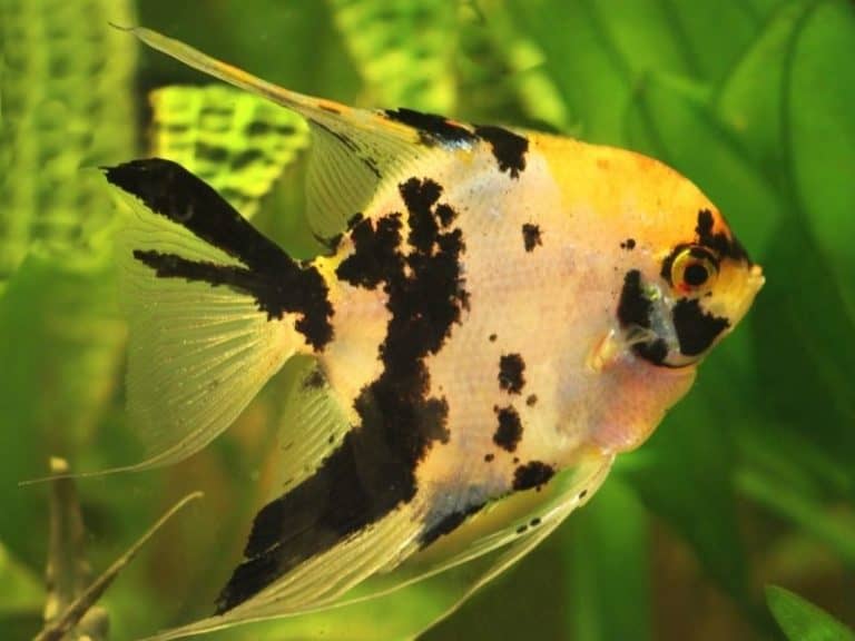 Koi Angelfish Care Guide & 15 Things Must Know
