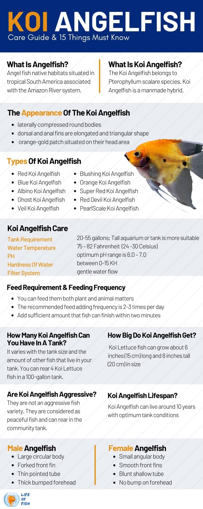 Koi Angelfish Care Guide & 15 Things Must Know infographic