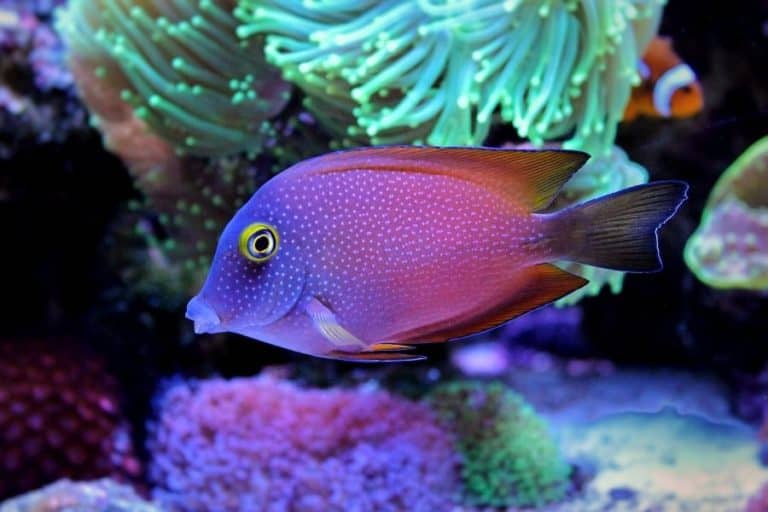 Clown Tang (Acanthurus lineatus) Marine Fish Care Guide