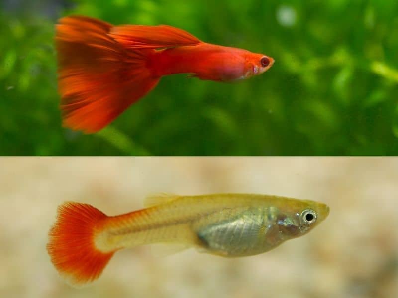 Male and female guppy