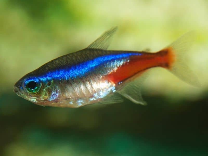 Neon tetra