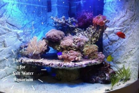 Live Plants For Saltwater Aquariums | 9 plants to know |