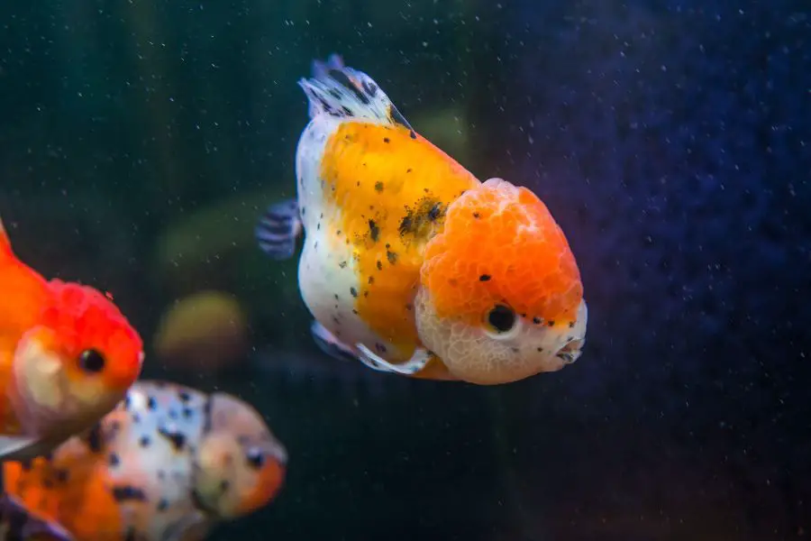 Ranchu goldfish