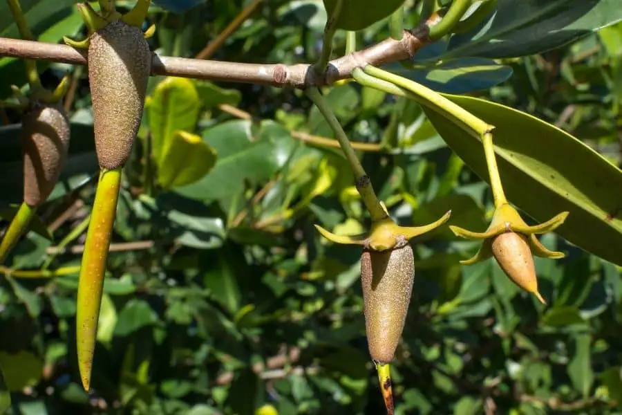 Plants For Saltwater Aquarium Red Mangrove Propagule 