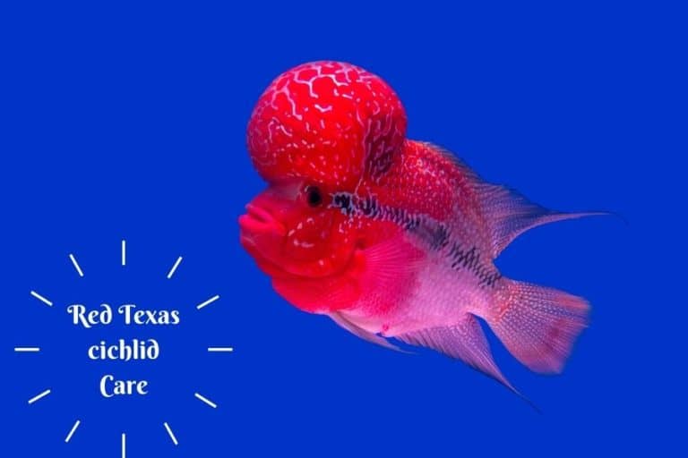 Red Texas Cichlid Care, Tank Preparation, Breeding & Tank Mates