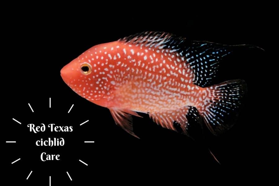 Red Texas cichlid Care