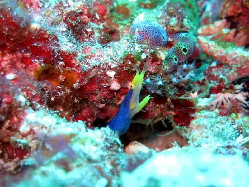 Ribbon eel in reef