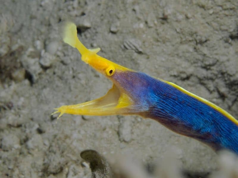 Ribbon eel feeding