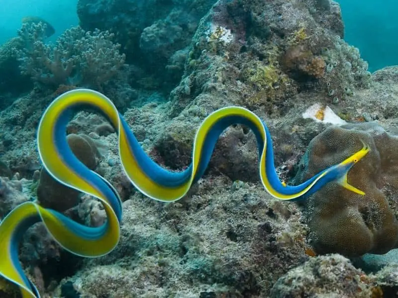 Ribbon-eel1.jpg