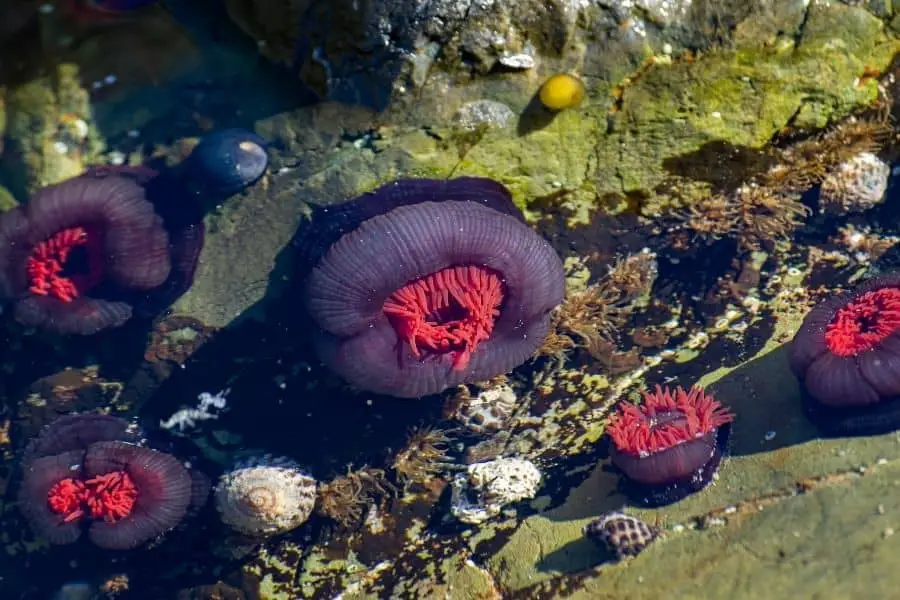 rock flower anemone