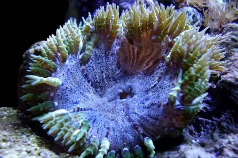 Rock Flower Anemone | Beautiful Rock Flowers To Your Aquarium