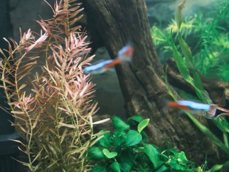 21 Extra Tall Aquarium Plants For Your Aquarium Full Guide