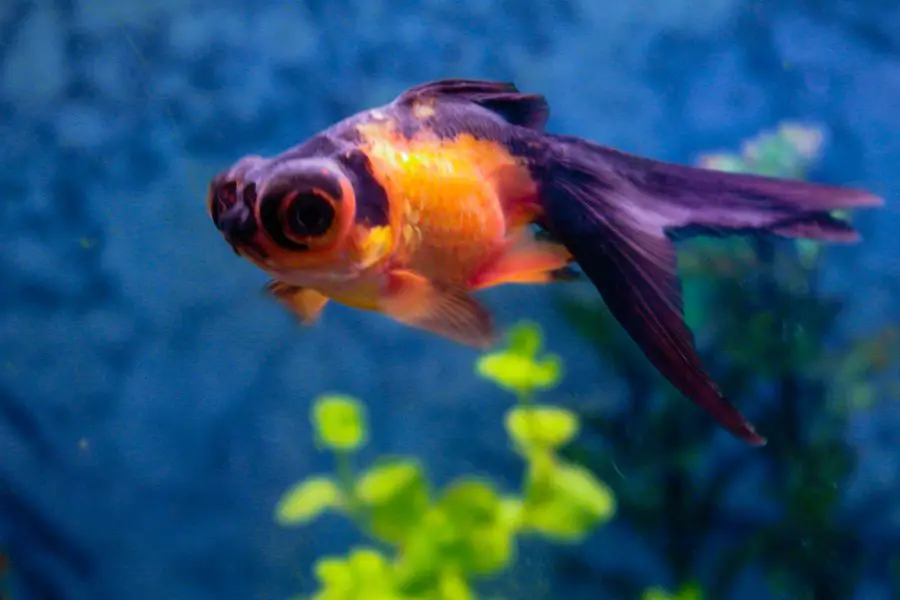 Telescope eye goldfish